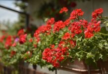 Gėlės balkone. Kokias auginti ir kada sėti?